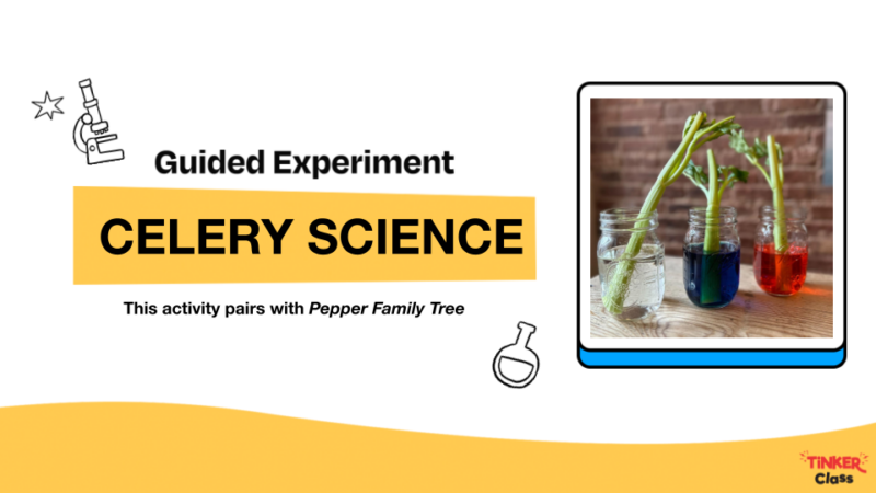 The text "Guided Experiment for Celery Science. This activity pairs with Pepper Family Tree" appears alongside a photo of three celery stalks in colored water