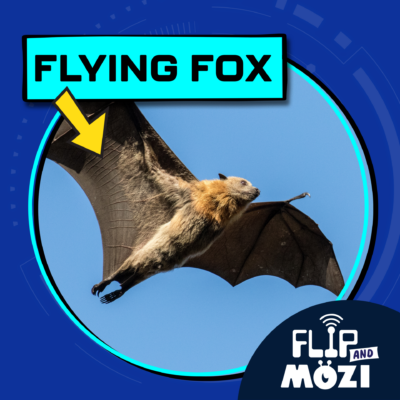 May contain a flying fox bat in flight with a yellow arrow pointing to it and text that reads FLYING FOX.