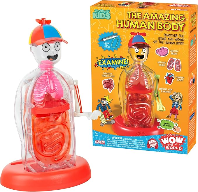 May contain a toy human body with organs and its packaging box.