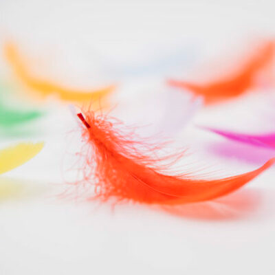 May contain a bright orange feather in focus, surrounded by blurred colorful feathers.